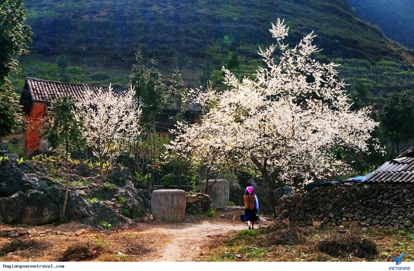 Tháng 3 - Hoa Đào, Mận - Ảnh 2