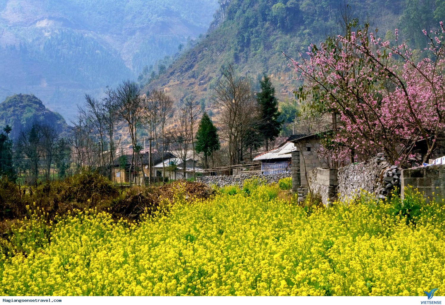 Hoa Cải Hà Giang Vietsense