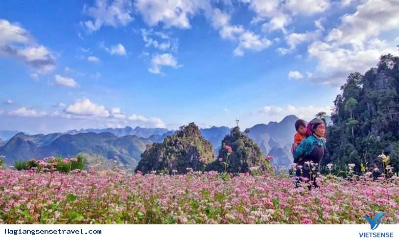 Ngắm hoa Tam Giác Mạch vào mùa nào?