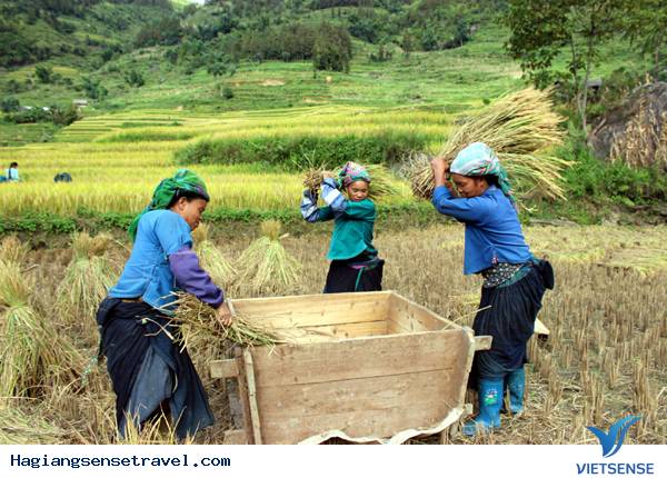 Gạo già Dui Xín Mần Gạo già Dui Xín Mần