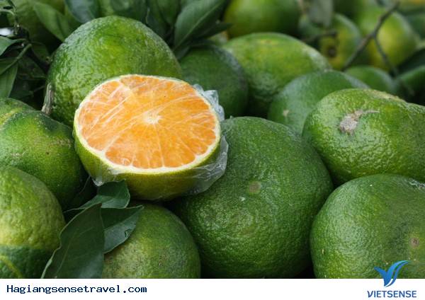 Cam Hà Giang Cam Hà Giang