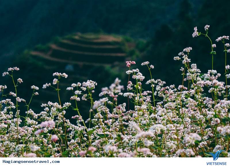 Những Điểm Đến Ngắm Hoa Tam Giác Mạch Đẹp Bậc Nhất Hà Giang - Ảnh 1