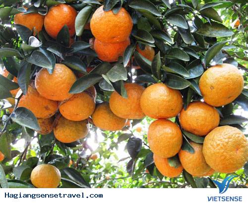 Những Sản Vật Của Hà Giang Hấp Dẫn khách thăm quan - Ảnh 1 Những Sản Vật Của Hà Giang Hấp Dẫn khách thăm quan - Ảnh 1