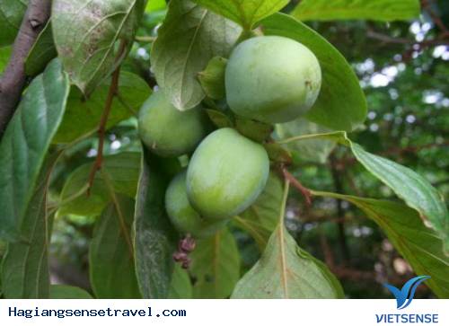 Những Sản Vật Của Hà Giang Hấp Dẫn khách thăm quan - Ảnh 3 Những Sản Vật Của Hà Giang Hấp Dẫn khách thăm quan - Ảnh 3