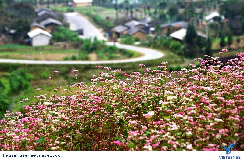 Nơi Nào Ngắm Hoa Tam Giác Mạch Đẹp Nhất Hà Giang - Ảnh 2 Nơi Nào Ngắm Hoa Tam Giác Mạch Đẹp Nhất Hà Giang - Ảnh 2