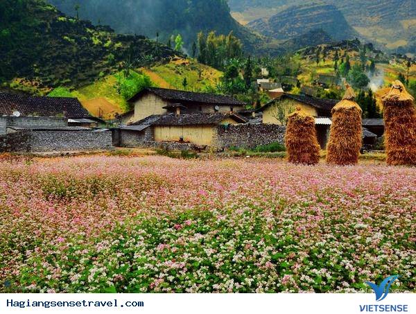 Nơi Nào Ngắm Hoa Tam Giác Mạch Đẹp Nhất Hà Giang - Ảnh 3 Nơi Nào Ngắm Hoa Tam Giác Mạch Đẹp Nhất Hà Giang - Ảnh 3