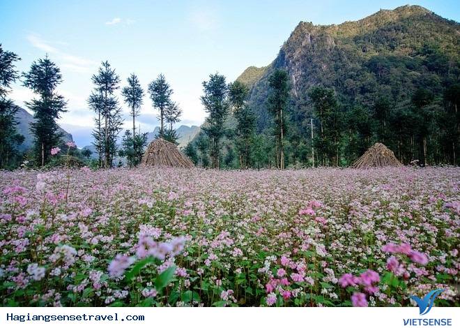 Nơi Nào Ngắm Hoa Tam Giác Mạch Đẹp Nhất Hà Giang - Ảnh 1 Nơi Nào Ngắm Hoa Tam Giác Mạch Đẹp Nhất Hà Giang - Ảnh 1