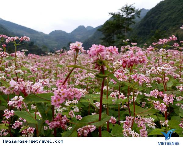Nơi Nào Ngắm Hoa Tam Giác Mạch Đẹp Nhất Hà Giang - Ảnh 5 Nơi Nào Ngắm Hoa Tam Giác Mạch Đẹp Nhất Hà Giang - Ảnh 5