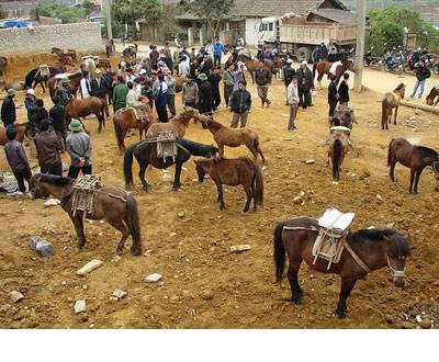 Phiên chợ ngựa ở vùng Tây Bắc - Ảnh 1