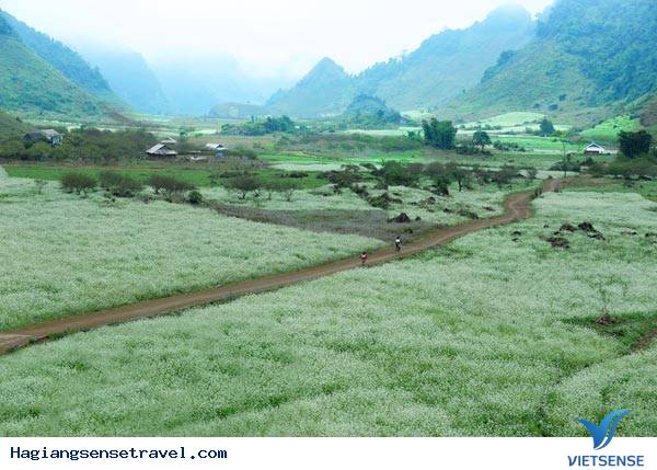 Cao nguyên Mộc Châu - Ảnh 1