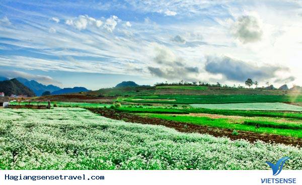 Cao nguyên Mộc Châu - Ảnh 2