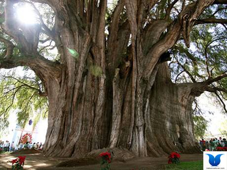 Quần Thể Cây Đa Đồng Văn Được Công Nhận Cây Di Sản Việt Nam - Ảnh 1 Quần Thể Cây Đa Đồng Văn Được Công Nhận Cây Di Sản Việt Nam - Ảnh 1