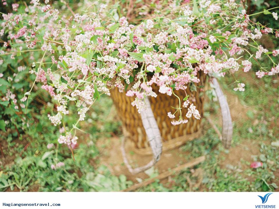 Review Về Tam Giác Mạch - Hà Giang 2025 - Ảnh 1 Review Về Tam Giác Mạch - Hà Giang 2025 - Ảnh 1