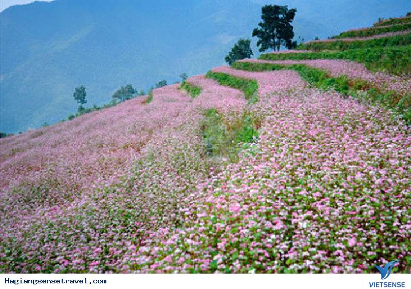 Review Về Tam Giác Mạch - Hà Giang 2025 - Ảnh 3 Review Về Tam Giác Mạch - Hà Giang 2025 - Ảnh 3