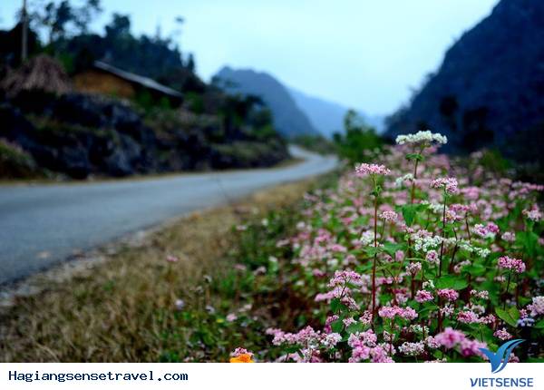 Review Về Tam Giác Mạch - Hà Giang 2025 - Ảnh 2 Review Về Tam Giác Mạch - Hà Giang 2025 - Ảnh 2