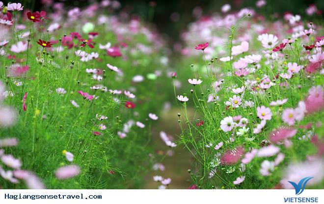 Rủ Nhau Lên Ba Bể Thả Mình Giữa Không Gian Ngập Tràn Sắc Hoa - Ảnh 5 Rủ Nhau Lên Ba Bể Thả Mình Giữa Không Gian Ngập Tràn Sắc Hoa - Ảnh 5