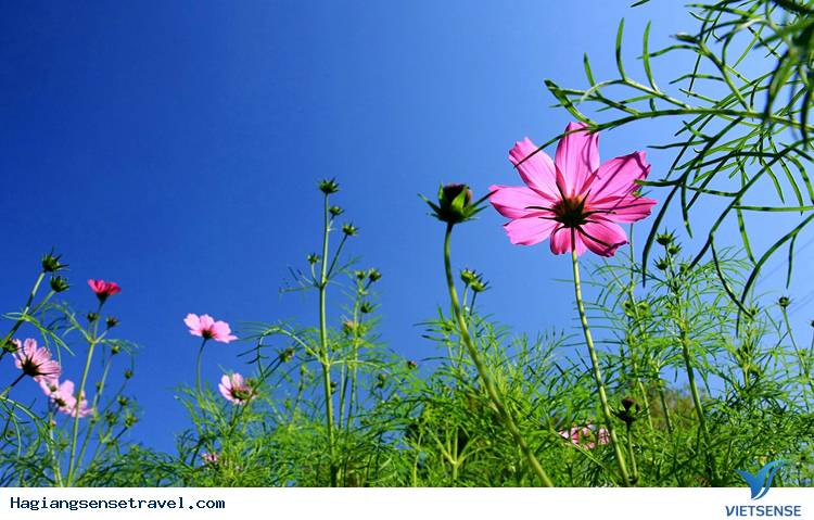 Rủ Nhau Lên Ba Bể Thả Mình Giữa Không Gian Ngập Tràn Sắc Hoa - Ảnh 6 Rủ Nhau Lên Ba Bể Thả Mình Giữa Không Gian Ngập Tràn Sắc Hoa - Ảnh 6