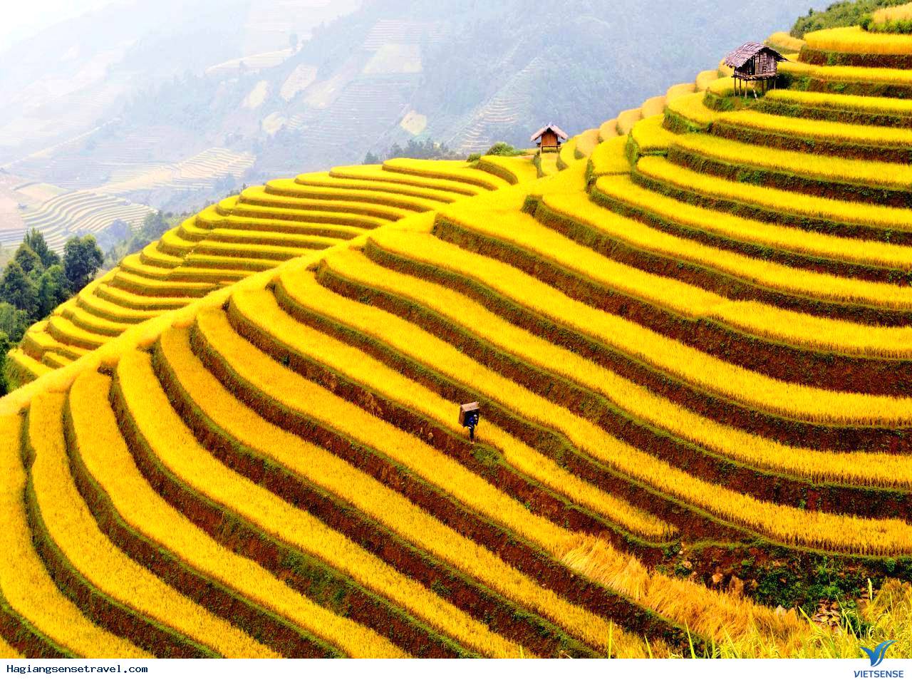Ruộng bậc thang mùa lúa chín Ruộng bậc thang mùa lúa chín