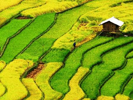 Ruộng Bậc Thang Tuyệt Đẹp Ở Hà Giang - Ảnh 6