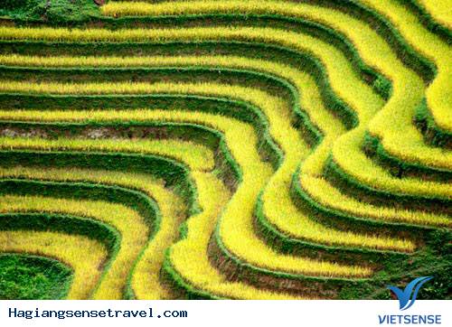 Ruộng Bậc Thang Tuyệt Đẹp Ở Hà Giang - Ảnh 5