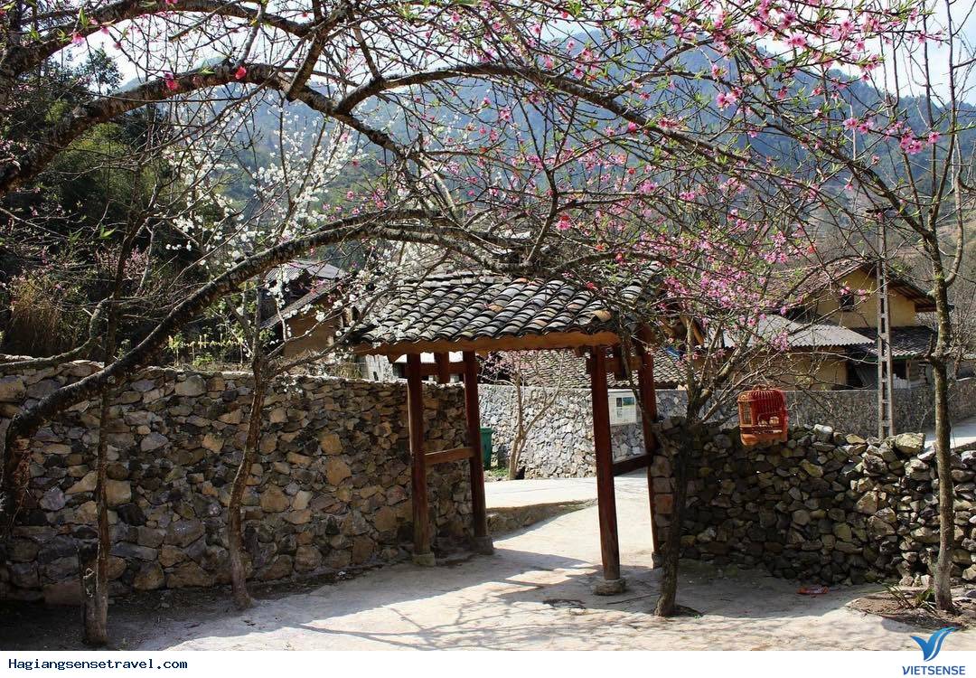 Tận Mắt Ngắm Nhìn Vẻ Đẹp Hà Giang - Vùng Đất Địa Đầu Tổ Quốc - Ảnh 8