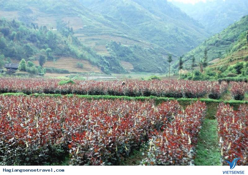 Thăm trấn cổ Phó Bảng tháng 9 mùa thu đẹp đến nao lòng - Ảnh 6 Thăm trấn cổ Phó Bảng tháng 9 mùa thu đẹp đến nao lòng - Ảnh 6