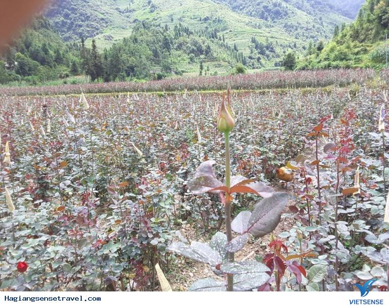 Thăm trấn cổ Phó Bảng tháng 9 mùa thu đẹp đến nao lòng - Ảnh 7 Thăm trấn cổ Phó Bảng tháng 9 mùa thu đẹp đến nao lòng - Ảnh 7