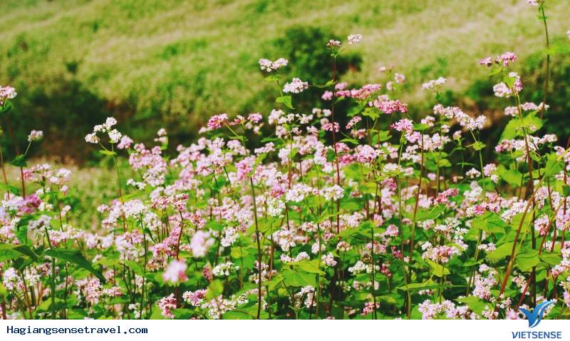 Thiên Đường Hoa Tam Giác Mạch Nơi Mảnh Đất Hà Giang - Ảnh 2