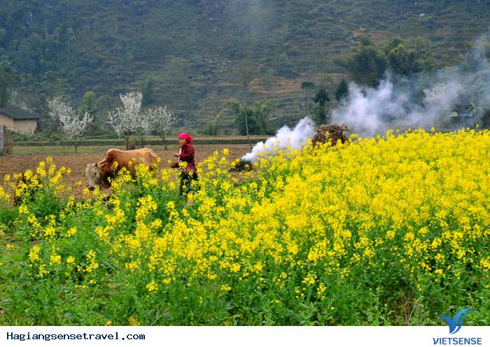 Mùa Hoa cải Ở Hà Giang