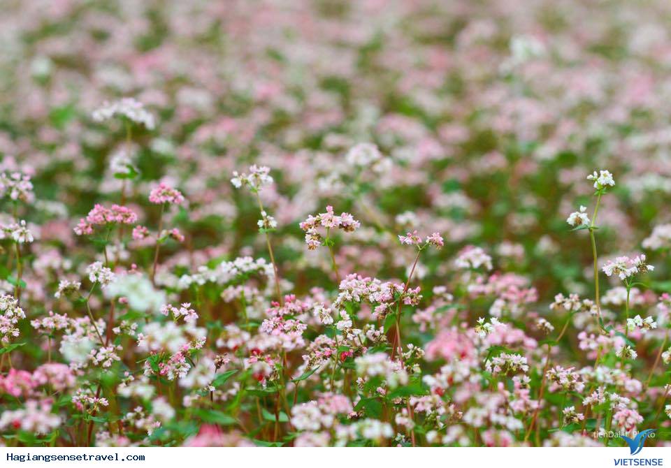 Top ảnh đẹp Tam Giác Mạch - Hà Giang 2018 - Ảnh 6 Top ảnh đẹp Tam Giác Mạch - Hà Giang 2018 - Ảnh 6