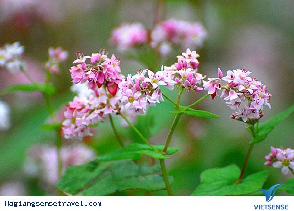 Top ảnh đẹp Tam Giác Mạch - Hà Giang 2018 - Ảnh 11 Top ảnh đẹp Tam Giác Mạch - Hà Giang 2018 - Ảnh 11