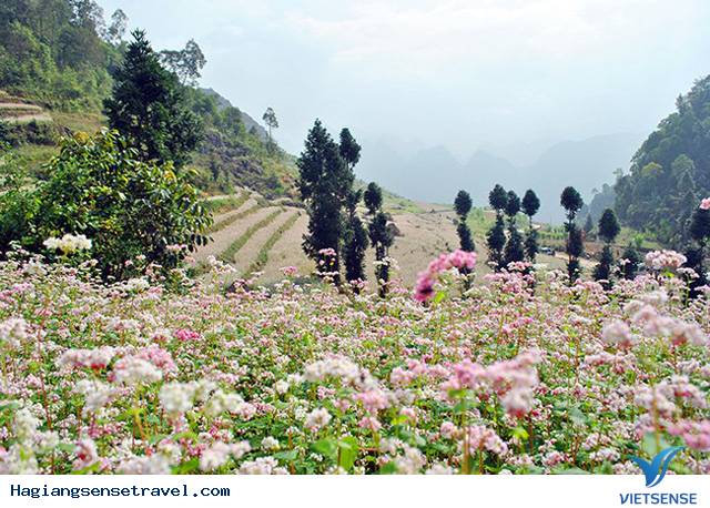 Top ảnh đẹp Tam Giác Mạch - Hà Giang 2018 - Ảnh 4 Top ảnh đẹp Tam Giác Mạch - Hà Giang 2018 - Ảnh 4