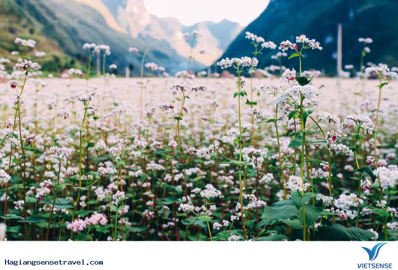 Top ảnh đẹp Tam Giác Mạch - Hà Giang 2018 - Ảnh 1 Top ảnh đẹp Tam Giác Mạch - Hà Giang 2018 - Ảnh 1