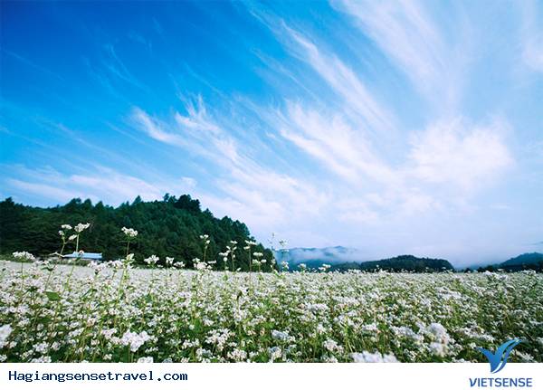 Top ảnh đẹp Tam Giác Mạch - Hà Giang 2018 - Ảnh 3 Top ảnh đẹp Tam Giác Mạch - Hà Giang 2018 - Ảnh 3