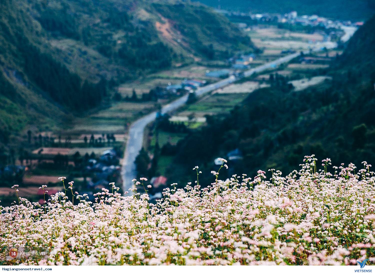 Top ảnh đẹp Tam Giác Mạch - Hà Giang 2018 - Ảnh 2 Top ảnh đẹp Tam Giác Mạch - Hà Giang 2018 - Ảnh 2