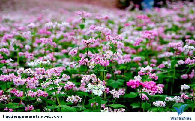 Top ảnh đẹp Tam Giác Mạch - Hà Giang 2018 - Ảnh 8 Top ảnh đẹp Tam Giác Mạch - Hà Giang 2018 - Ảnh 8