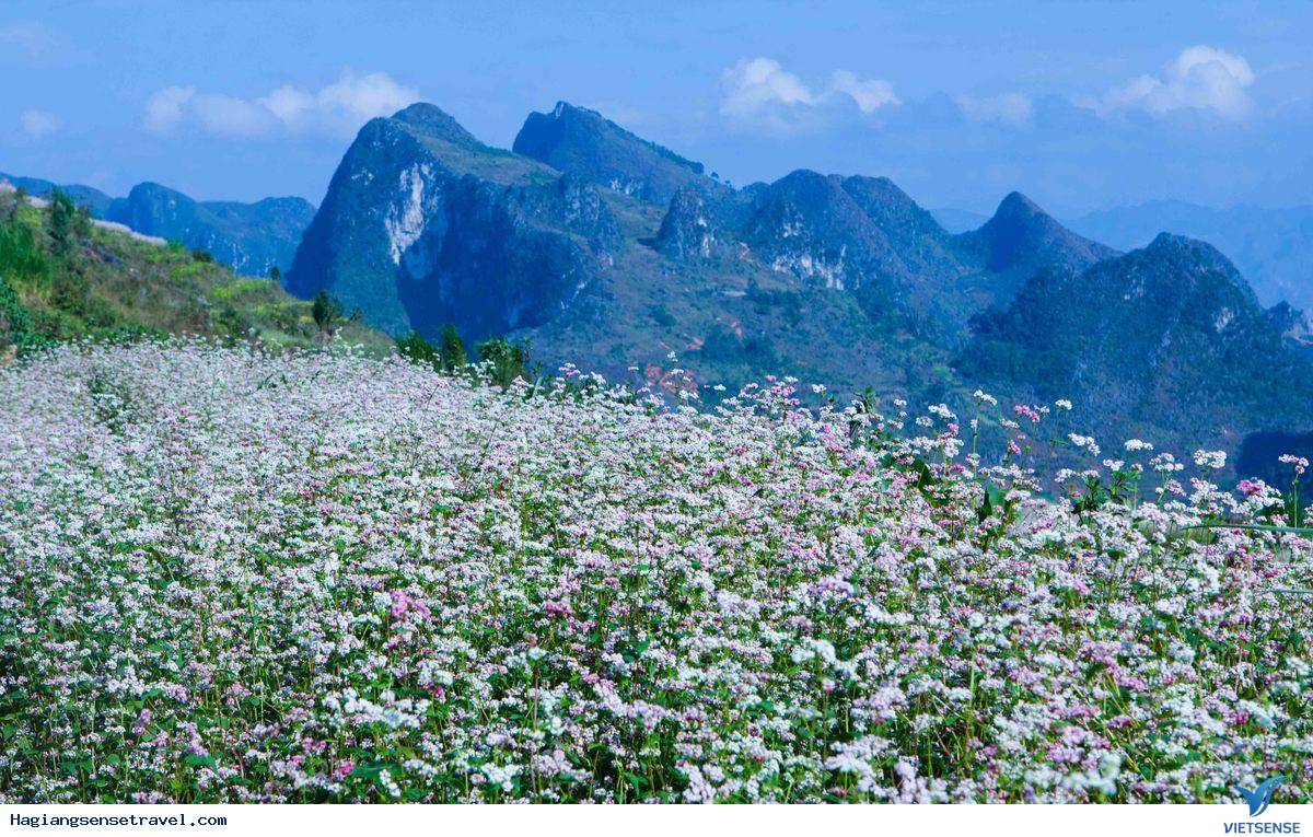 Top ảnh đẹp Tam Giác Mạch - Hà Giang 2018 - Ảnh 10 Top ảnh đẹp Tam Giác Mạch - Hà Giang 2018 - Ảnh 10