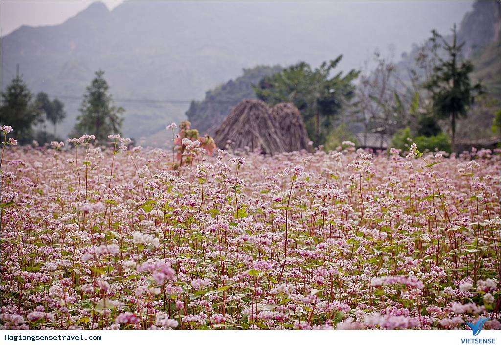 Tưng bừng lễ hội Cao nguyên đá – ngàn hoa khoe sắc Hà Giang - Ảnh 1