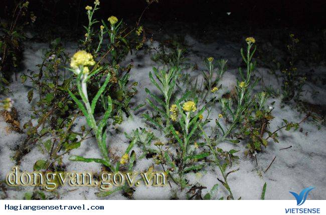 Tuyết Rơi Ở Đồng Văn - Ảnh 9