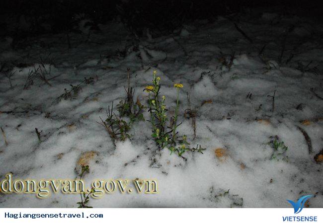 Tuyết Rơi Ở Đồng Văn - Ảnh 10