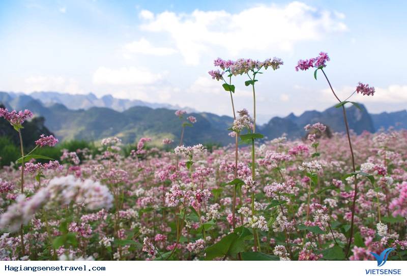 Tam giác mạch - mong manh tựa sương khói - Ảnh 1 Tam giác mạch - mong manh tựa sương khói - Ảnh 1