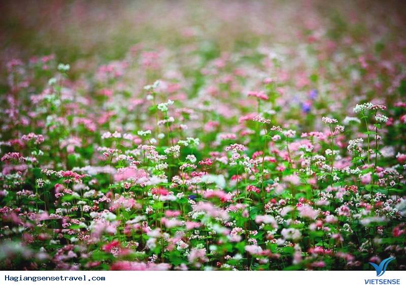 Mùa hoa tam giác mạch - Ảnh 2 Mùa hoa tam giác mạch - Ảnh 2