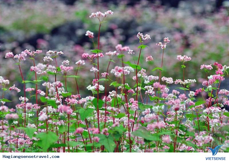 Tam giác mạch - mong manh tựa sương khói - Ảnh 3 Tam giác mạch - mong manh tựa sương khói - Ảnh 3