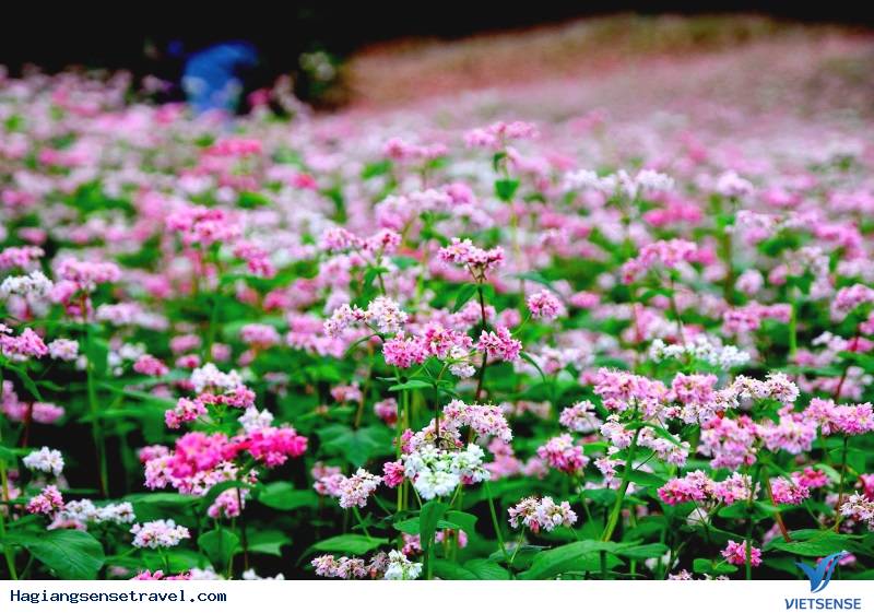 Mùa hoa tam giác mạch - Ảnh 1 Mùa hoa tam giác mạch - Ảnh 1