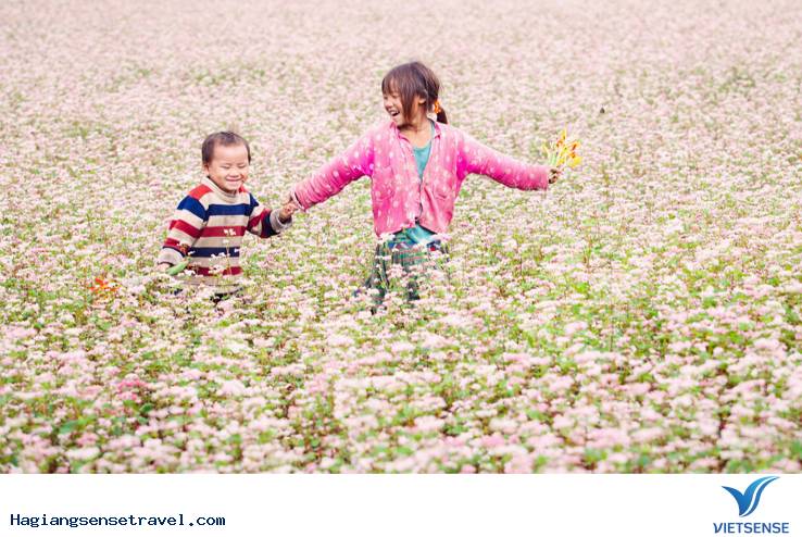 Vietsense Travel đồng hành cùng “Lễ hội hoa tam giác mạch 2015”. - Ảnh 1