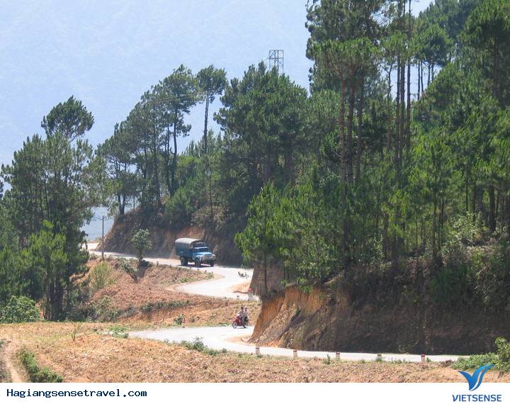 Rừng thông Yên Minh Rừng thông Yên Minh