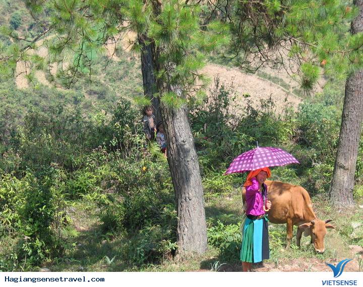 Yên Minh - Thảo Nguyên Xanh Mát - Ảnh 7 Yên Minh - Thảo Nguyên Xanh Mát - Ảnh 7