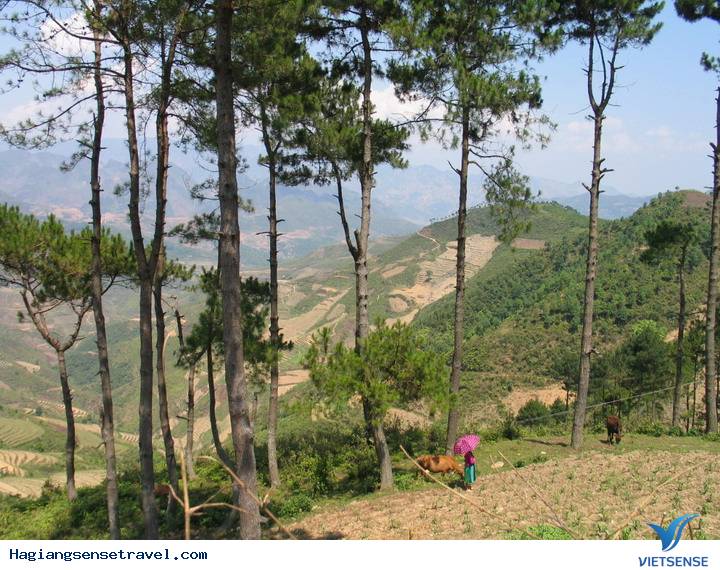 Yên Minh - Thảo Nguyên Xanh Mát - Ảnh 8 Yên Minh - Thảo Nguyên Xanh Mát - Ảnh 8